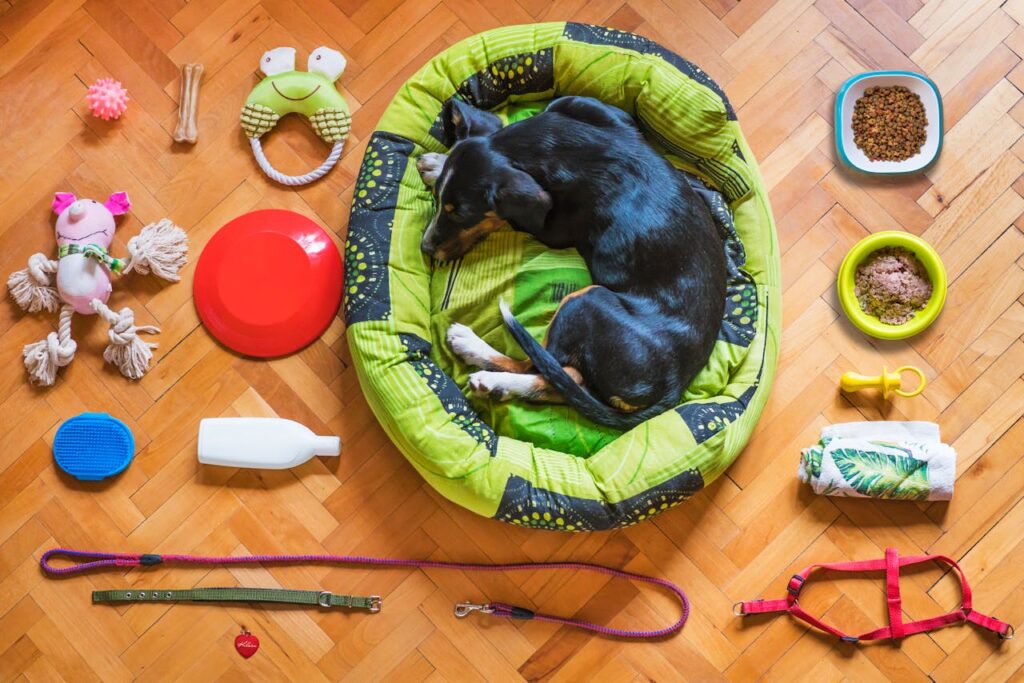 Everything you need for a dog Everything you need for a dog