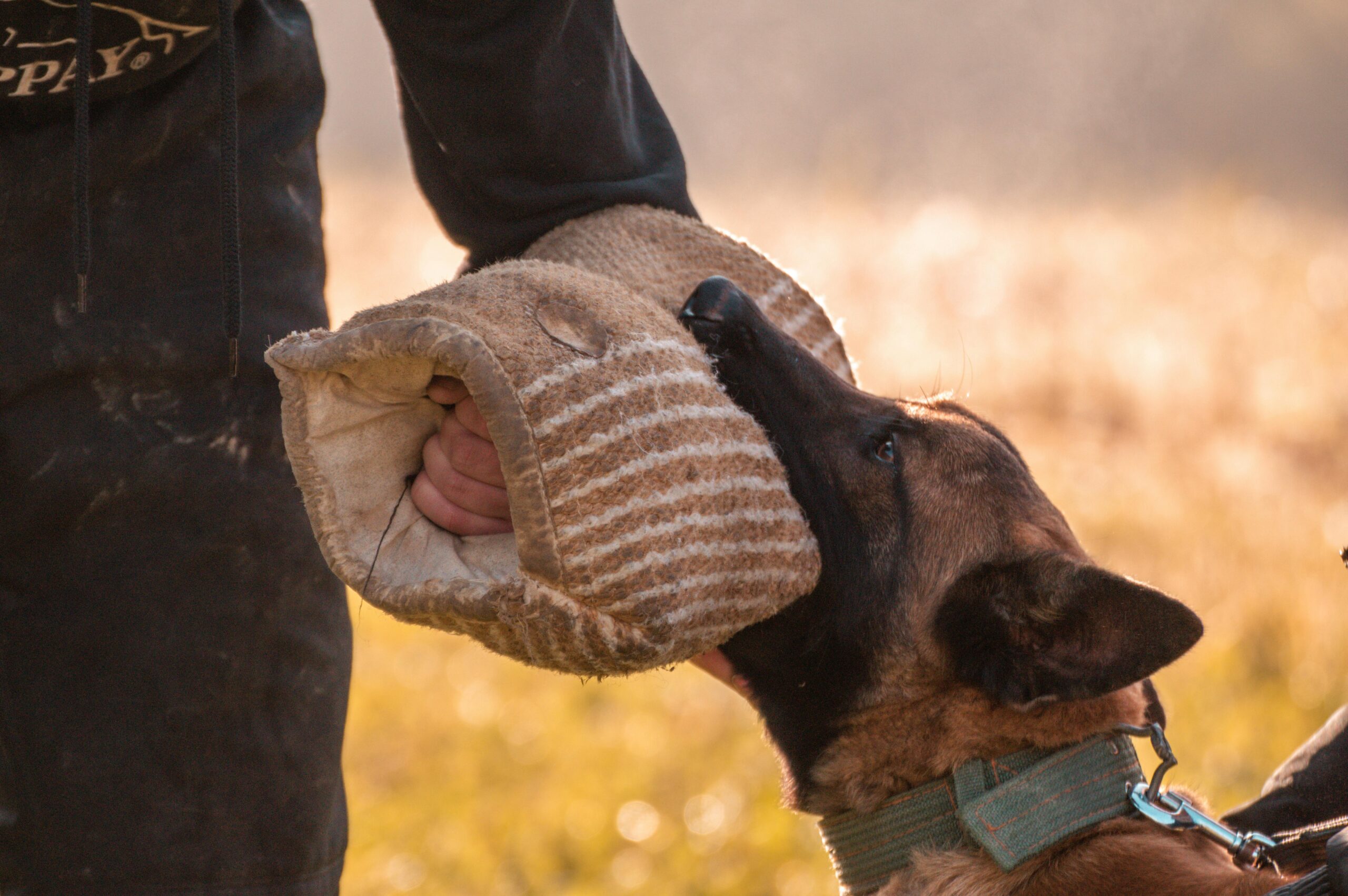 dog bite training