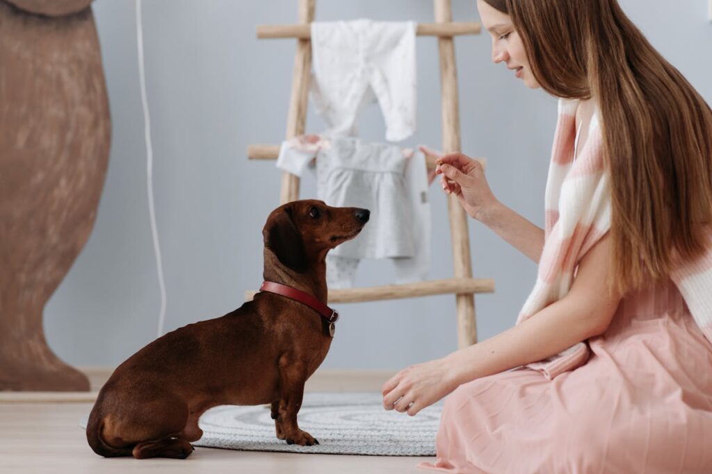 Safety First: Managing Your Dog's Behavior During Training