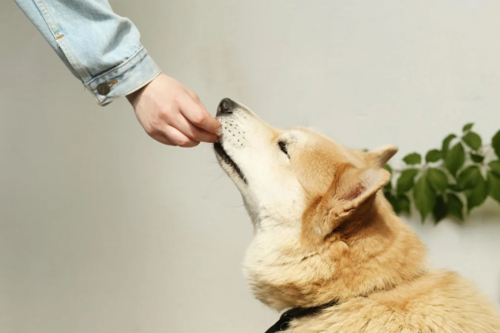 Evidence-Based Methods of Dog Training