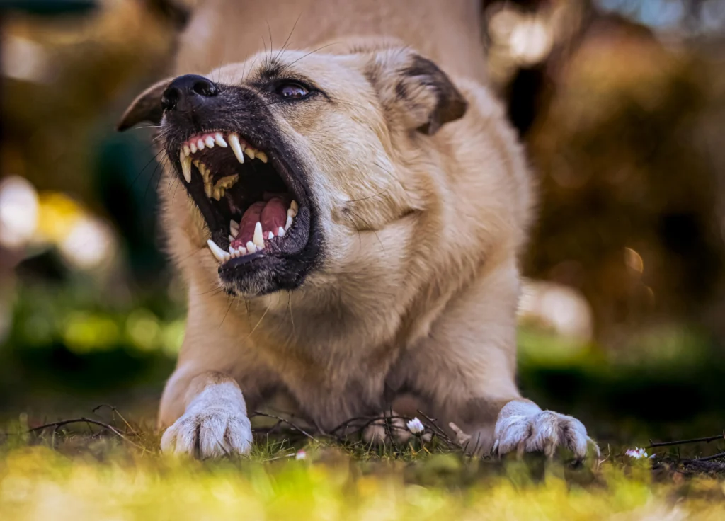 Understanding Dog Aggression: The Basics